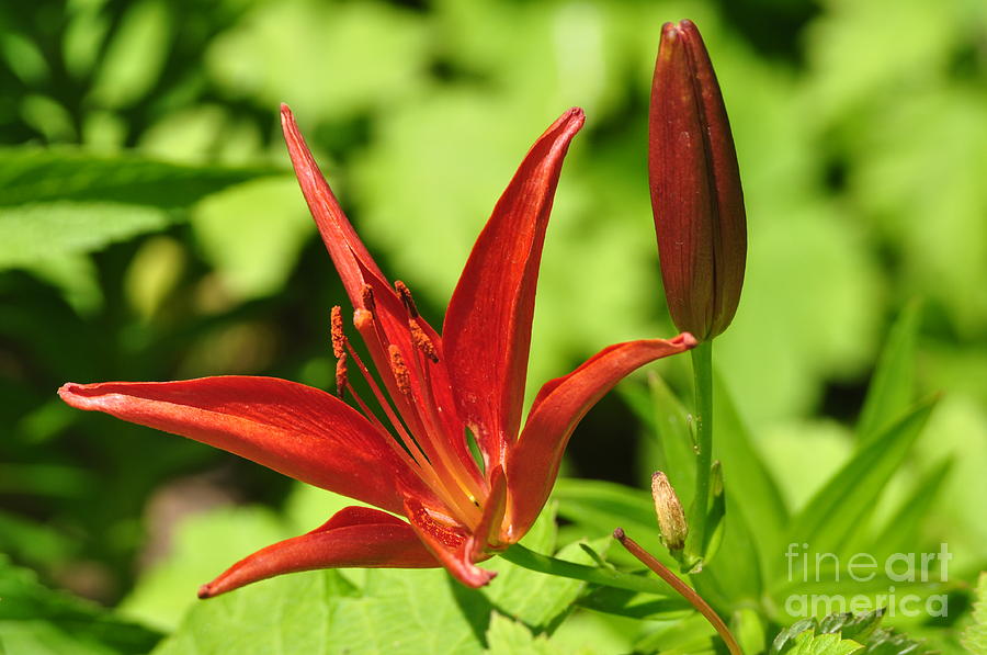 Star Lily Photograph by Nona Kumah