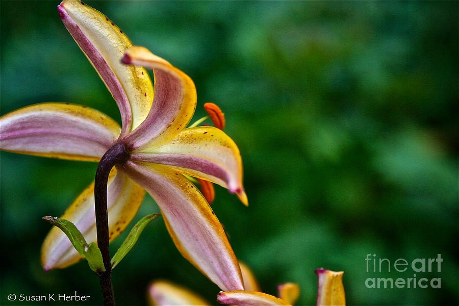 Star Lily Photograph by Susan Herber