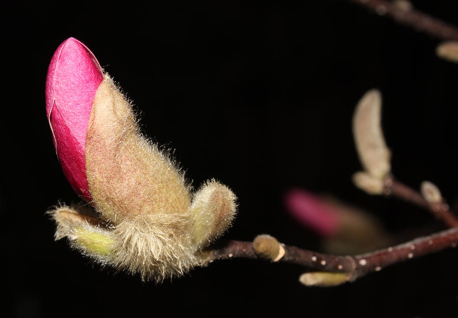 Star Magnolia Blossom - I Photograph by Robert Morin