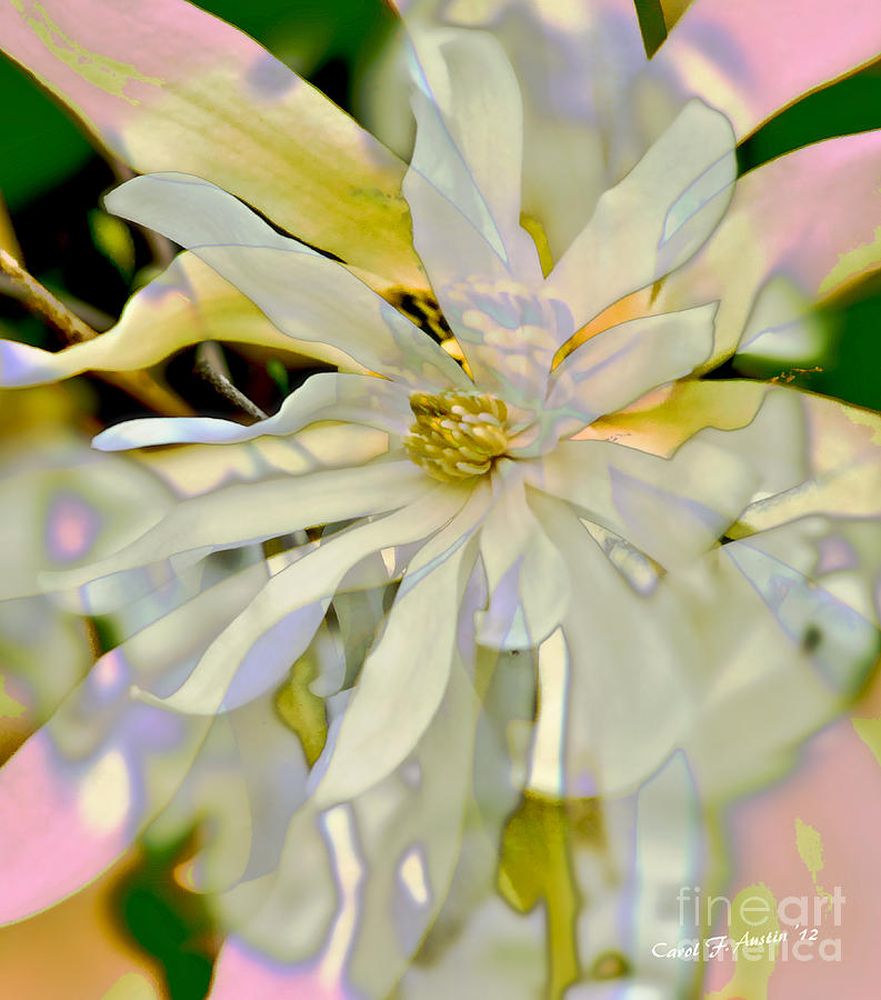 Star Magnolia Blossom Photograph by Carol F Austin