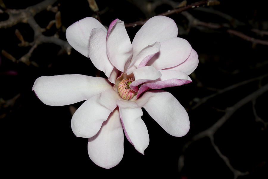 Star Magnolia Flower - I Photograph by Robert Morin