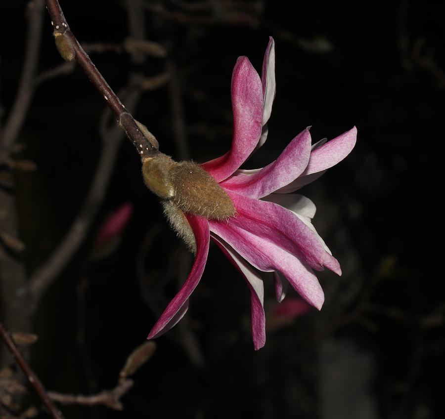 Star Magnolia Flower - II Photograph by Robert Morin