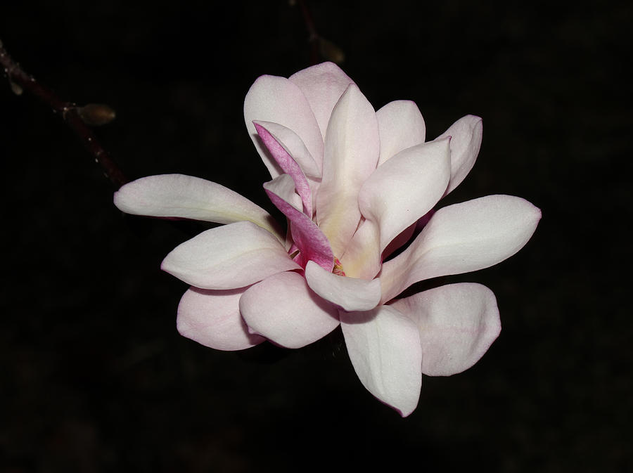 Star Magnolia Flower - III Photograph by Robert Morin