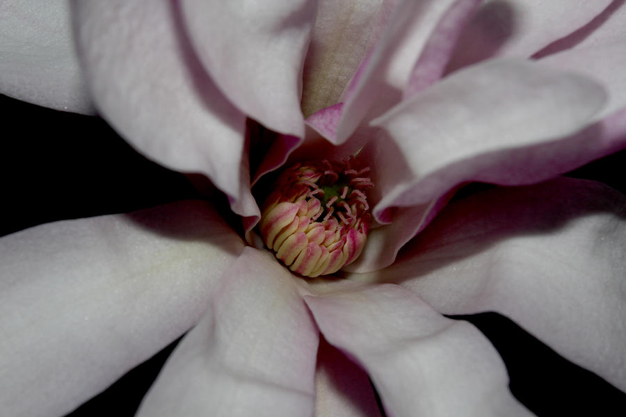 Star Magnolia Flower - V Photograph by Robert Morin