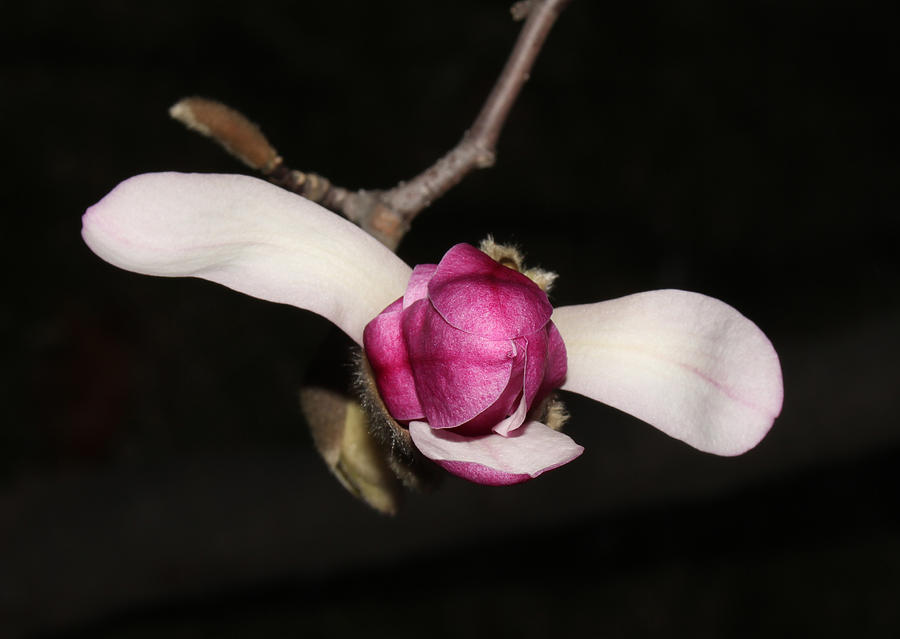 Star Magnolia Flower - VI Photograph by Robert Morin