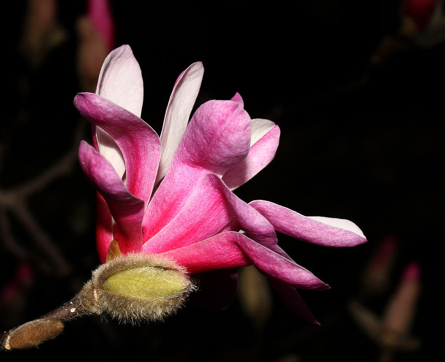 Star Magnolia Flower - VII Photograph by Robert Morin