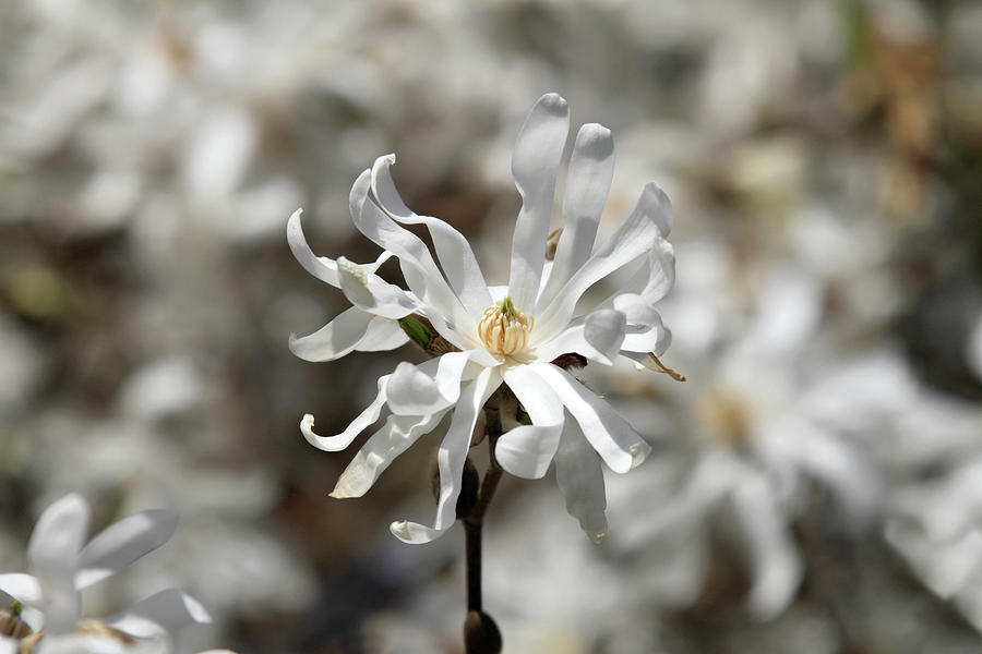 Star magnolia flower Photograph by Pierre Leclerc Photography