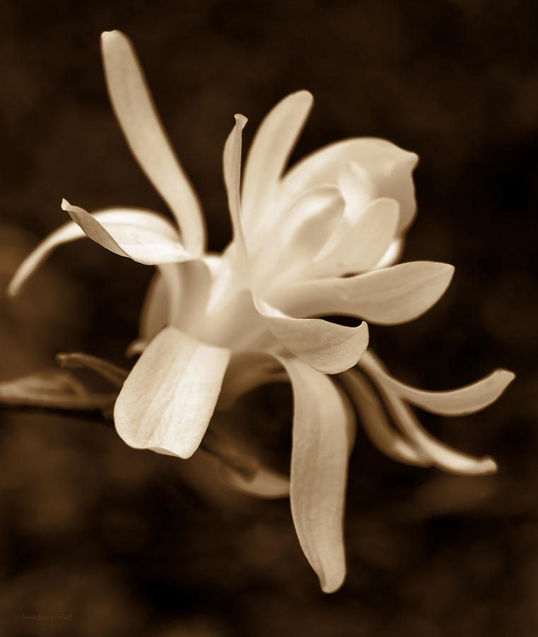 Magnolia Movie Photograph - Star Magnolia Flower Sepia by Jennie Marie Schell