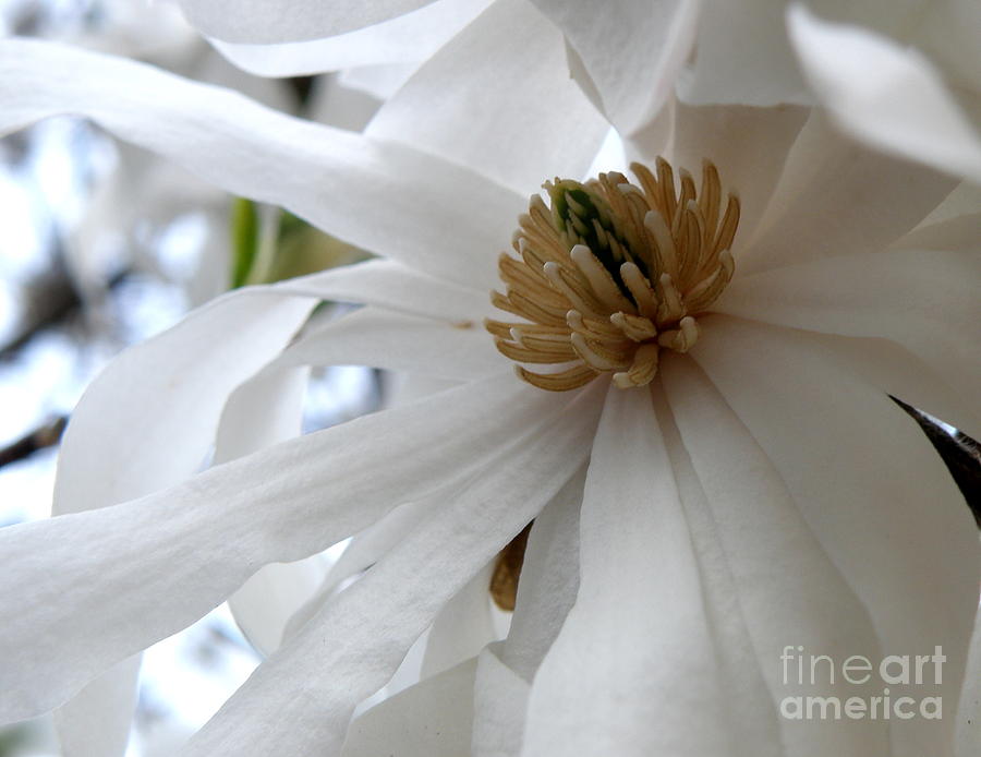 Star Magnolia Photograph by Lainie Wrightson