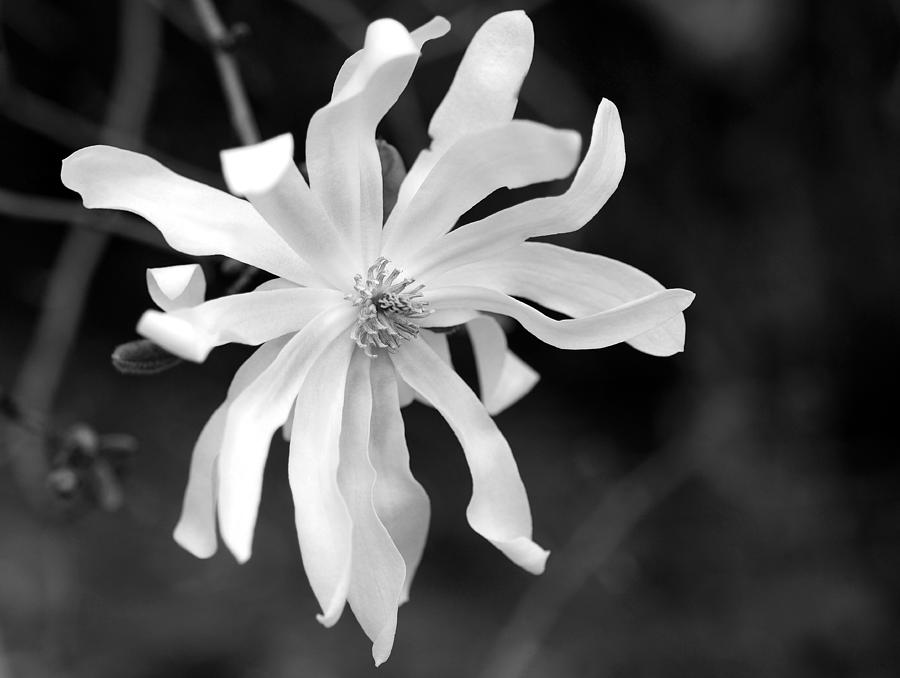 Tree Photograph - Star Magnolia by Lisa Phillips