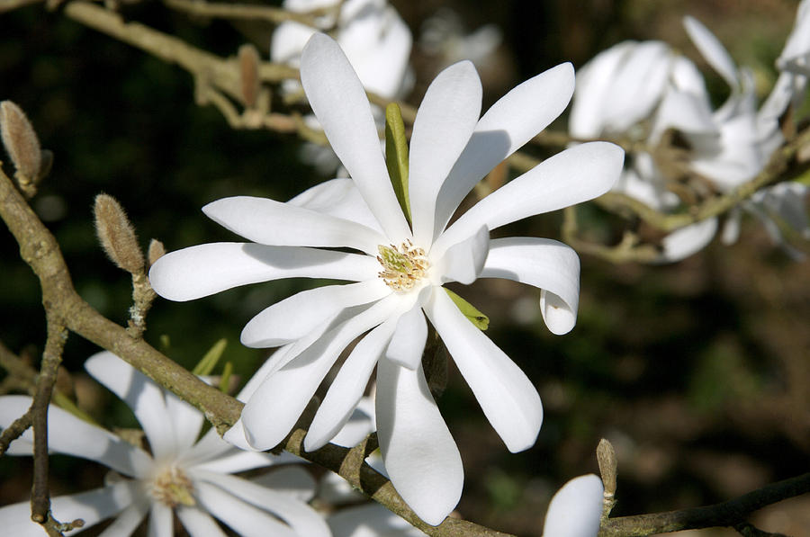 Nature Photograph - Star Magnolia (magnolia Stellata) by Johnny Greig