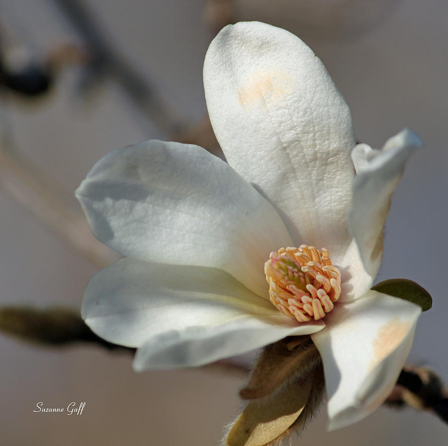 Star Magnolia Photograph by Suzanne Gaff