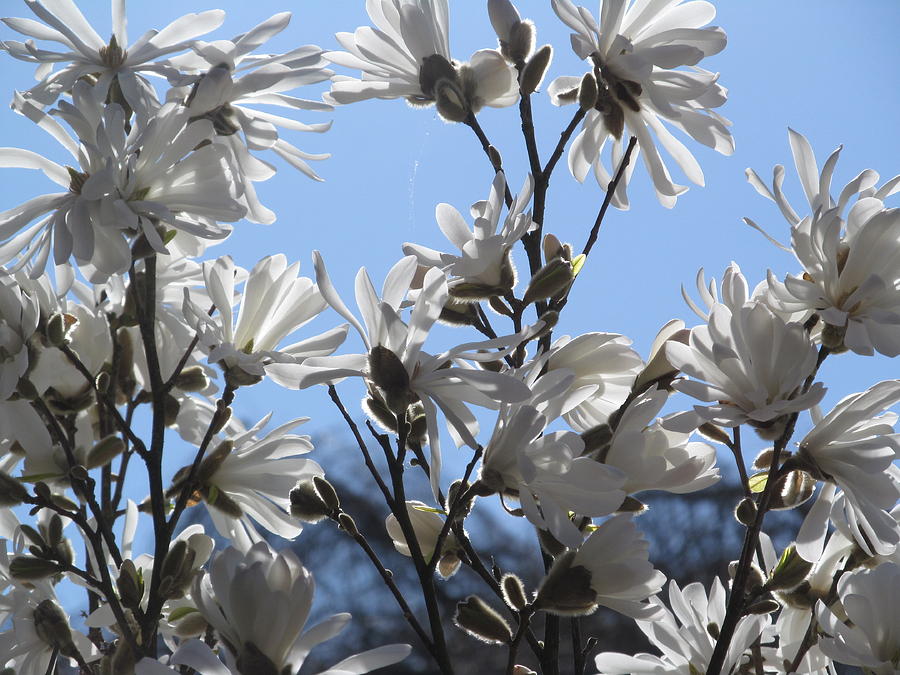 Star Magnolias Photograph by Alfred Ng