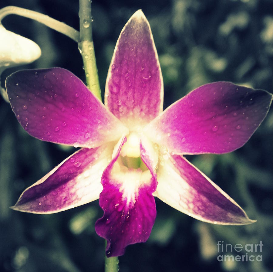 Orchid Photograph - Star orchid by Shawna Gibson