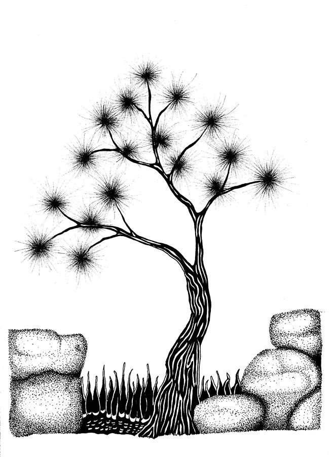 Nature Drawing - Star Pine by Jason Carroll