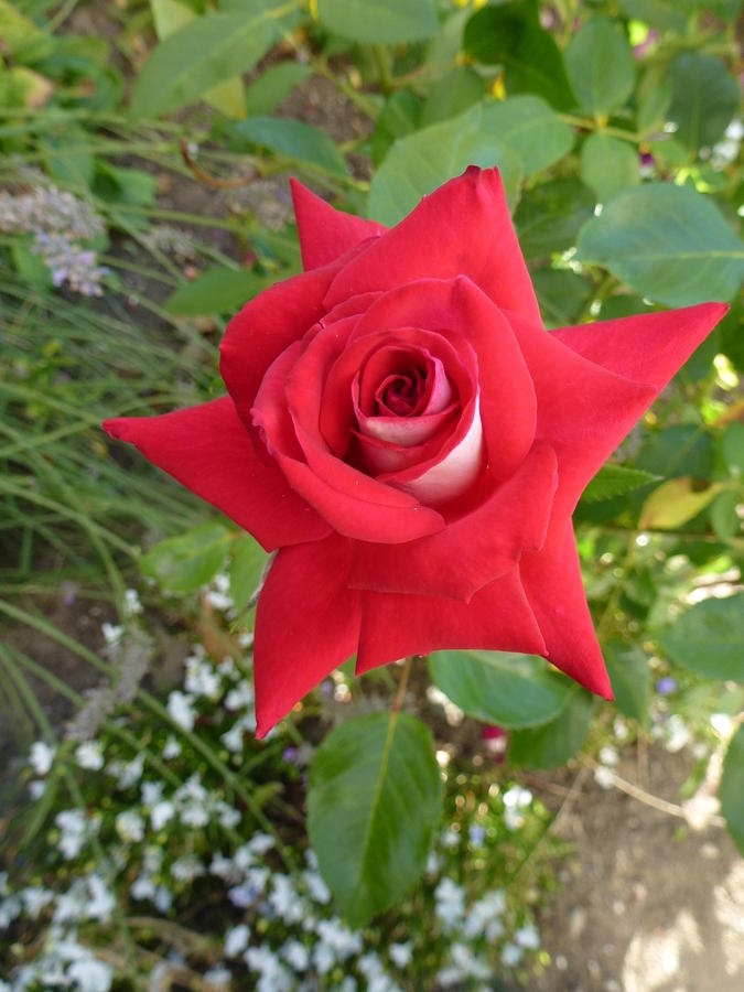 Star Red Rose Photograph by Manuel Sanchez - Fine Art America