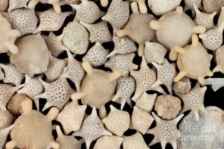Star Sand Foraminiferans Photograph by Ted Kinsman