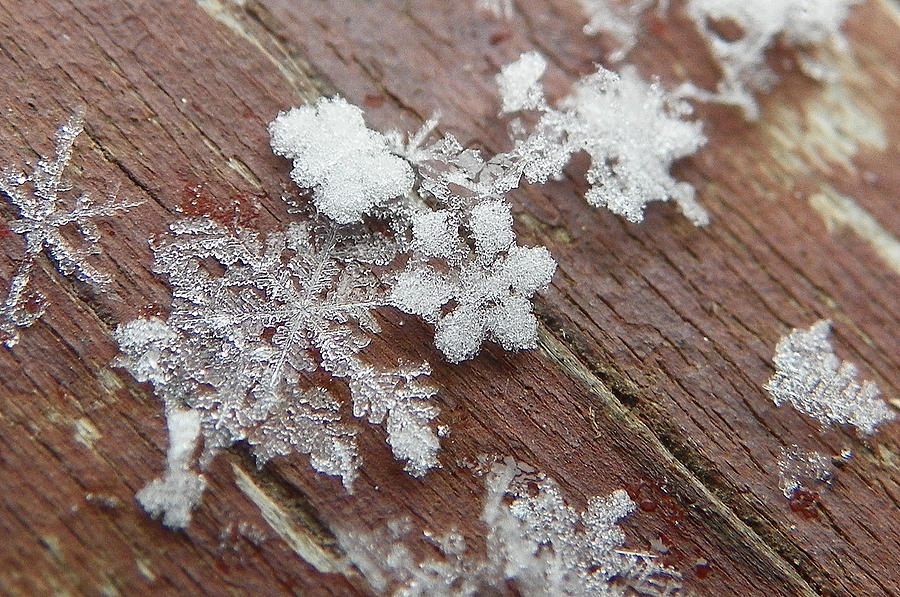 Star Shaped Snow Flakes Photograph by Chad and Stacey Hall