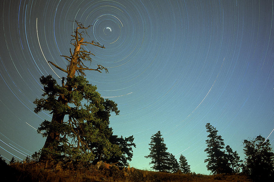 Star Trails, North Star And Old Douglas Photograph by David Nunuk