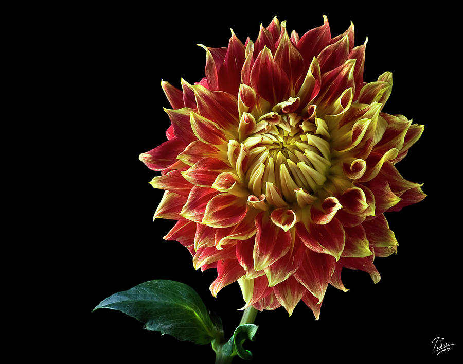 Starburst Dahlia Photograph by Endre Balogh