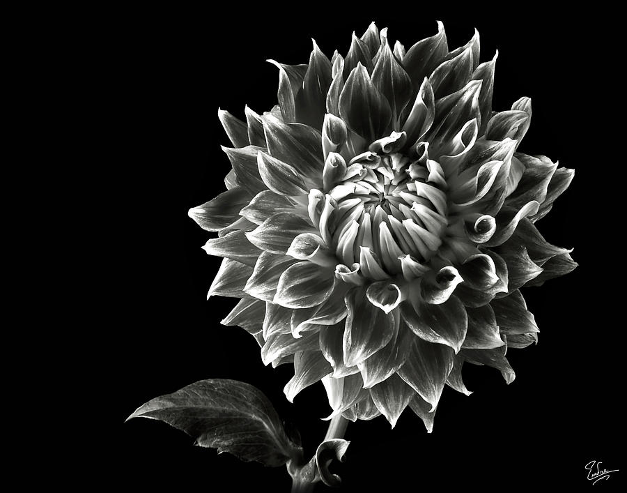 Starburst Dahlia in Black and White Photograph by Endre Balogh