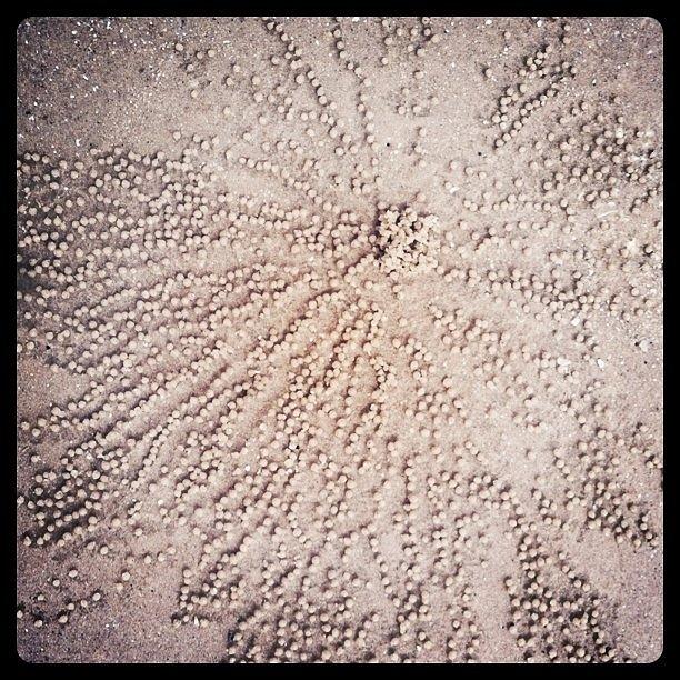 Starburst In The Sand. Created By Photograph by Danika Coccaro