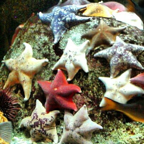 Pittsburgh Photograph - Starfish + Pgh Zoo * Aquarium by Elisa Franzetta