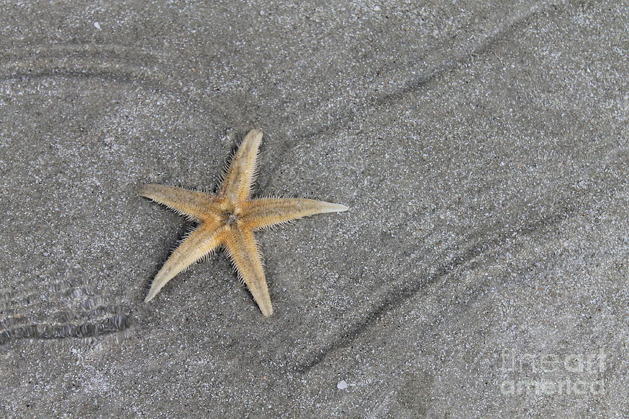 Starfish 2 Photograph by Pamela Walrath