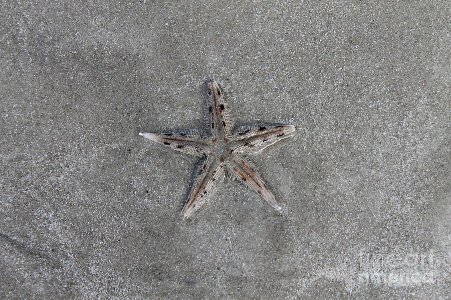 Starfish 3 Photograph by Pamela Walrath