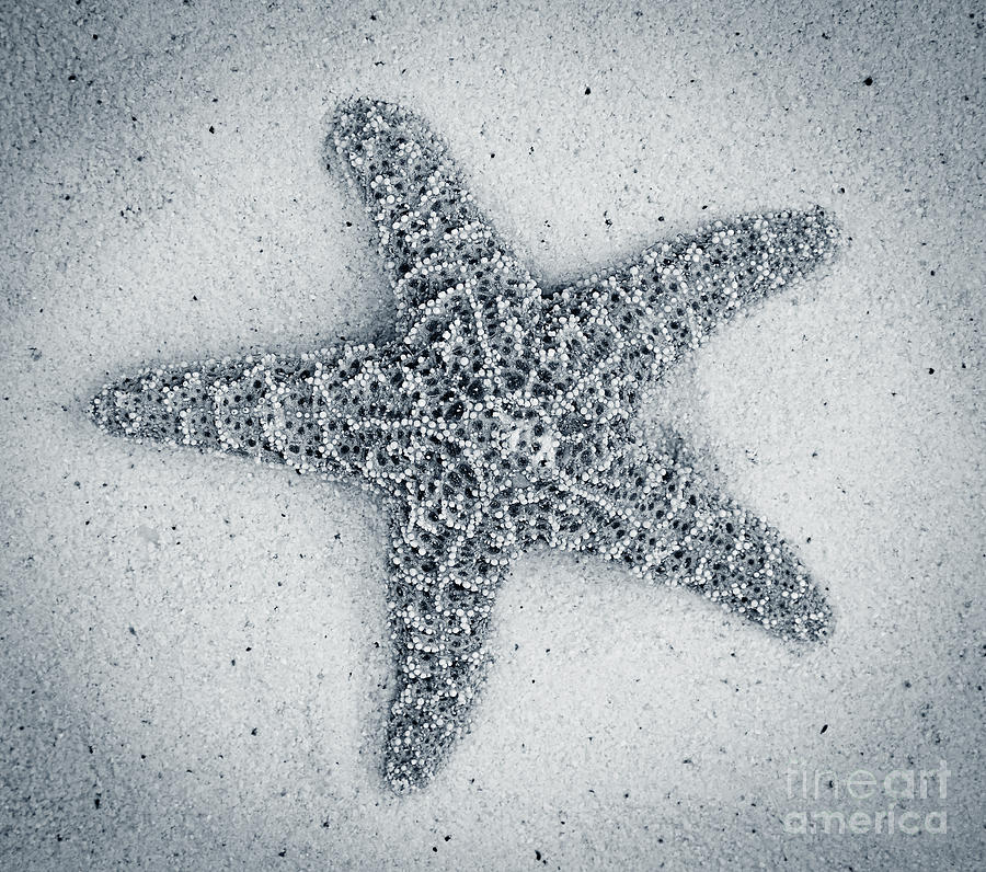 Starfish blue monotone Photograph by Jim And Emily Bush