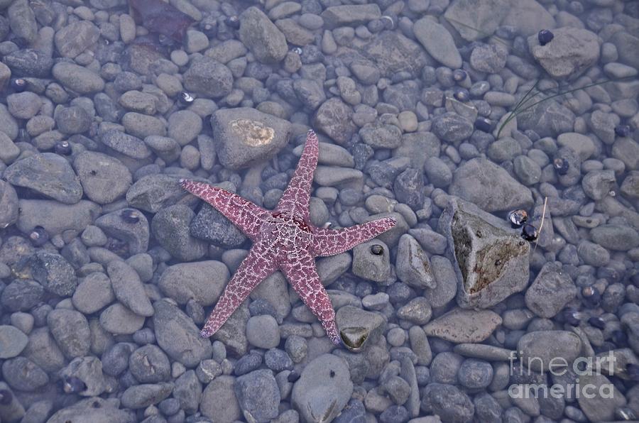 Starfish Photograph by Cassie Marie Photography