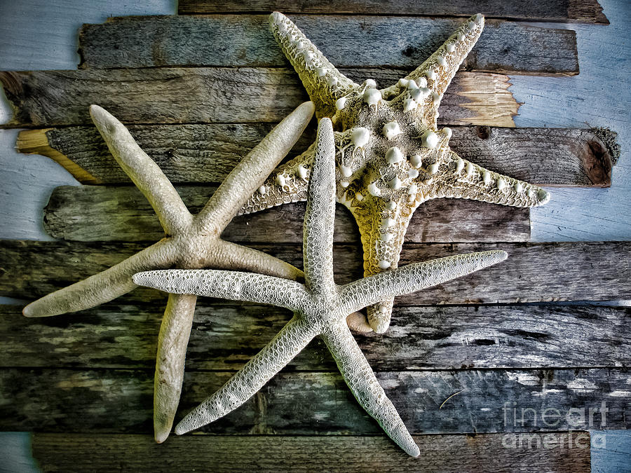 StarFish Photograph by Colleen Kammerer