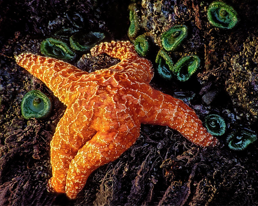 Starfish Photograph by Dave Mills