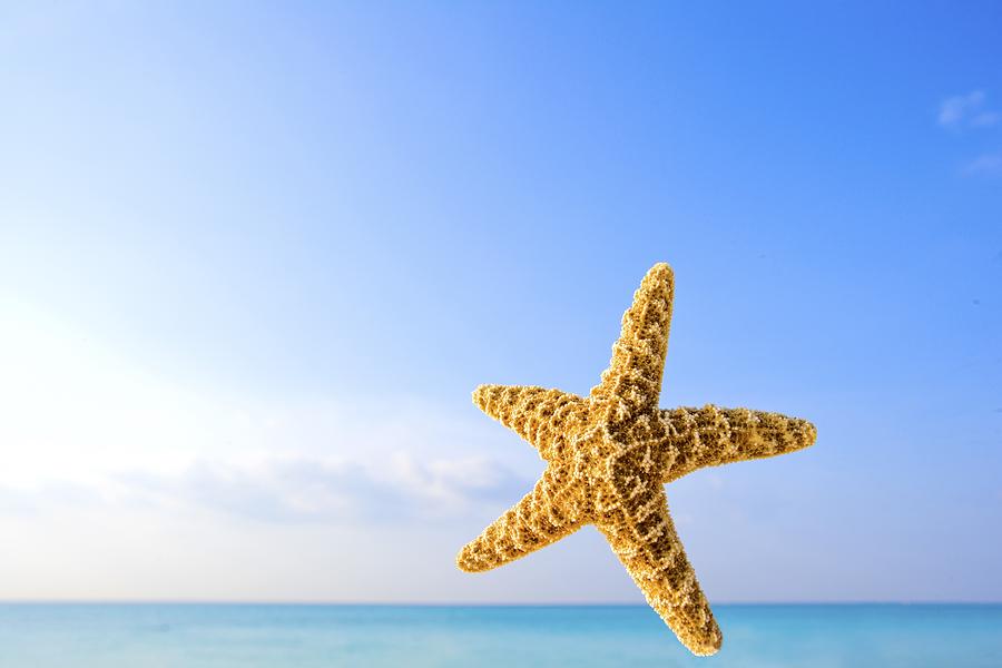Animal Photograph - Starfish In Front Of The Ocean by Richard Wear