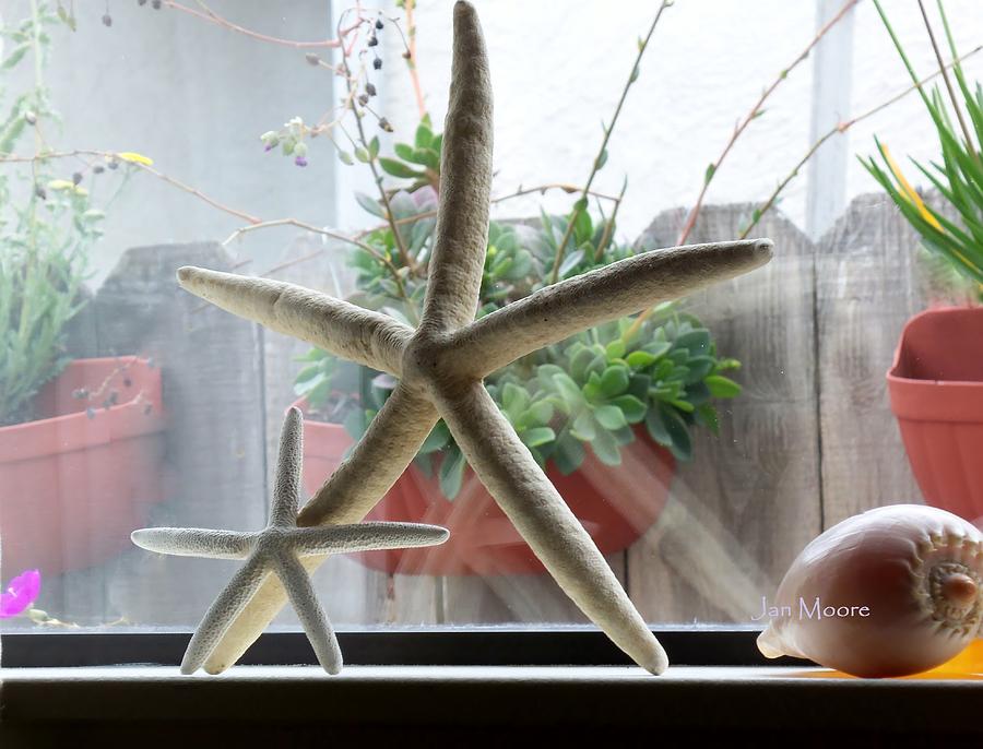 Starfish in the Window II Photograph by Jan Moore