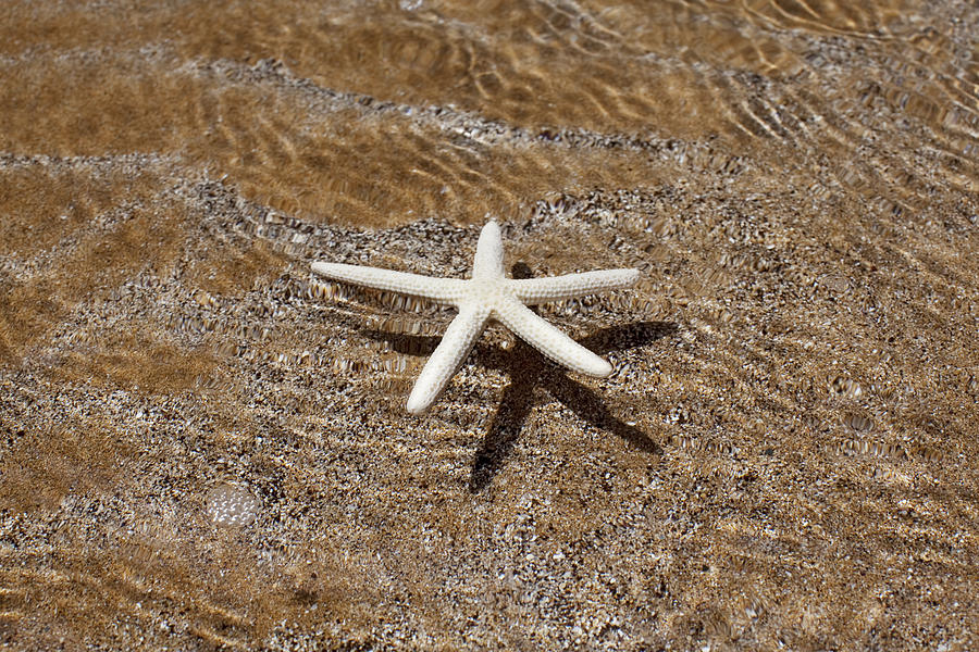 Starfish Photograph by Jenna Szerlag