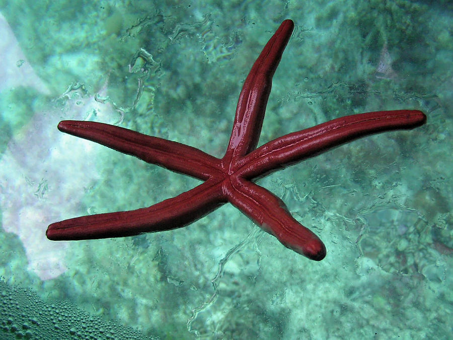 Starfish kept on the glass bottom of a boat in the Lakshadweep Islands Photograph by Ashish Agarwal