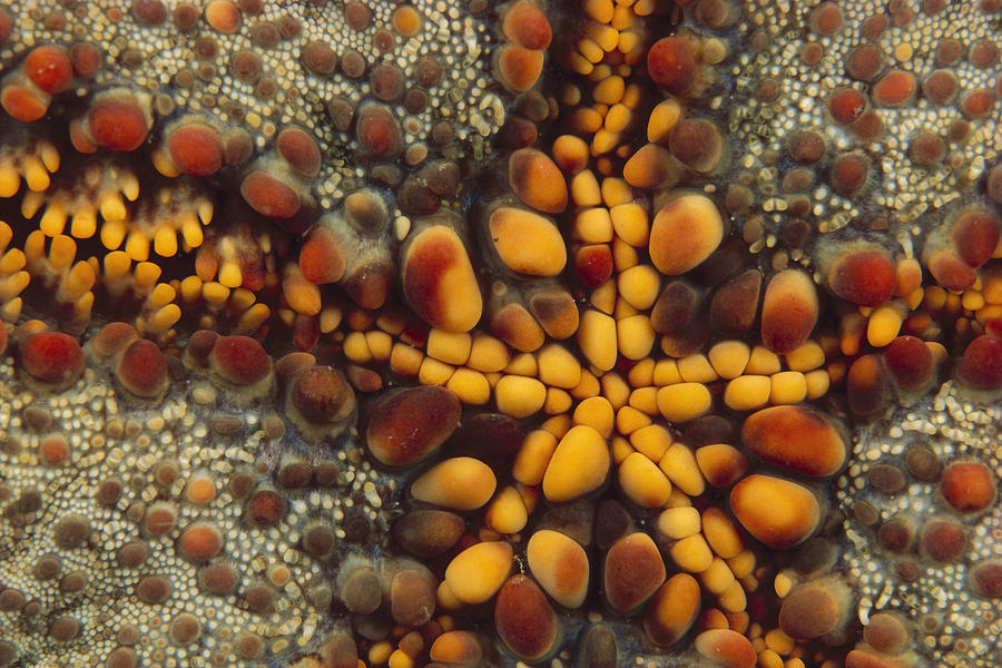 Starfish Mouth, Kimbe Bay, Papua New Photograph by Ross and Diane Armstrong