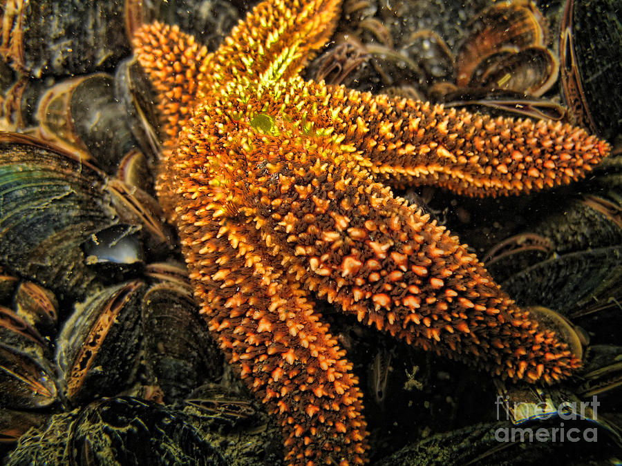 Starfish Photograph by Paul Ward