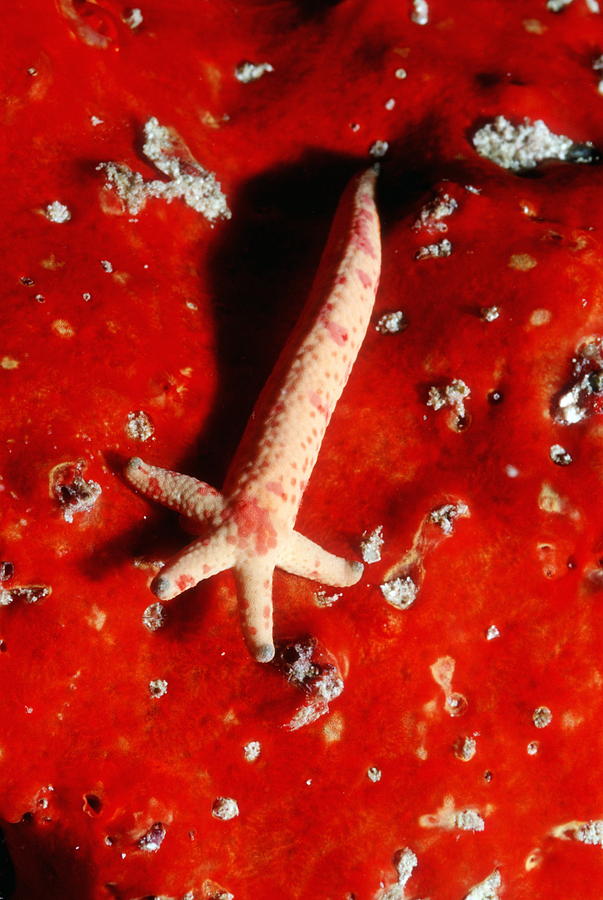 Wildlife Photograph - Starfish Regenerating A New Body by Georgette Douwma