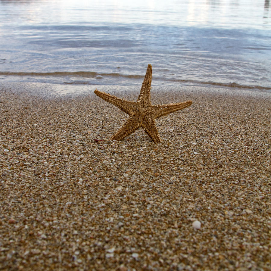 Starfish Photograph
