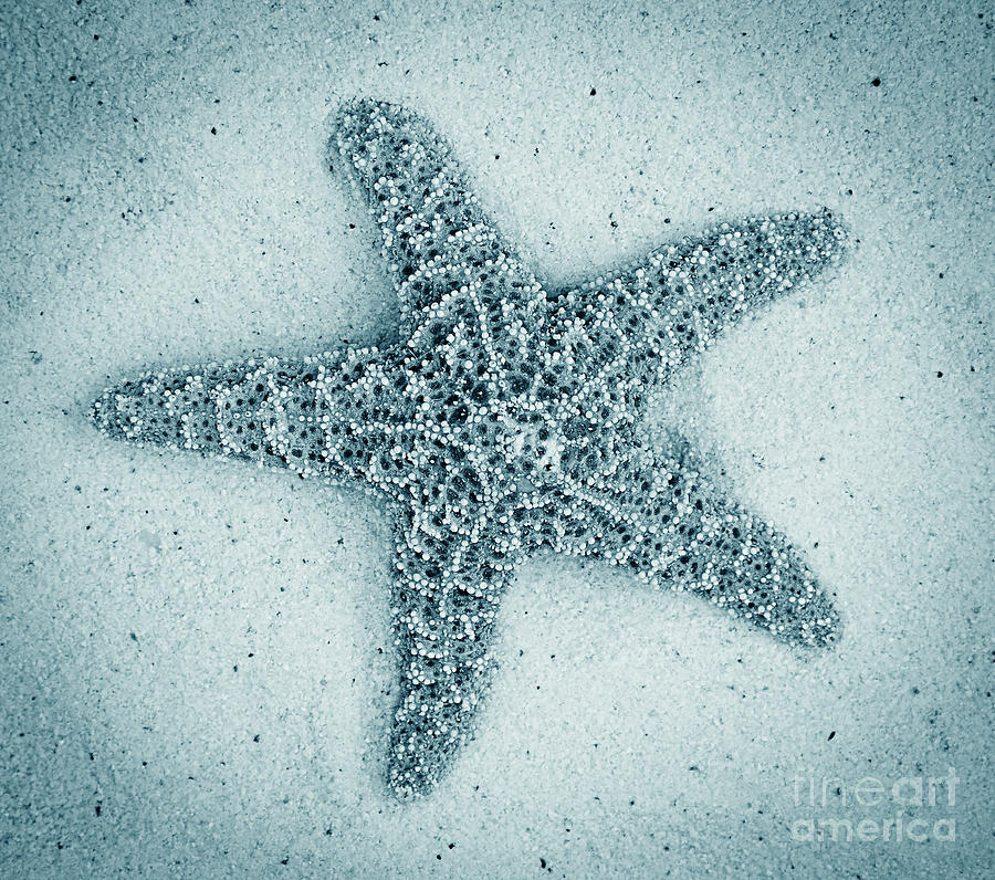 Starfish Teal monotone Photograph by Jim And Emily Bush