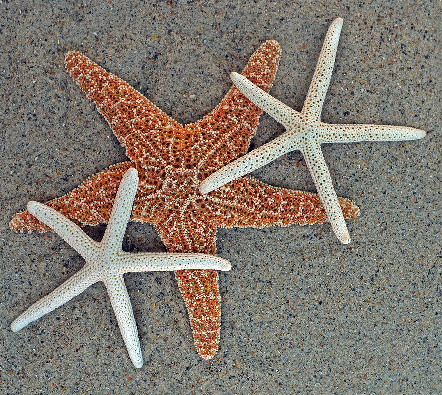 Starfish Three Photograph by Sandi OReilly