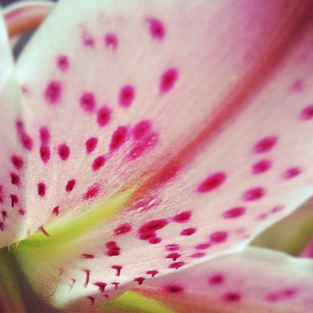 Lily Photograph - Stargazer by Travel Designed