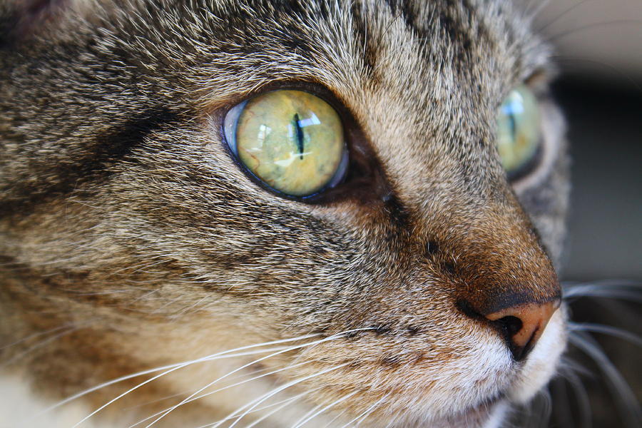 Staring Cat Photograph by Catie Canetti