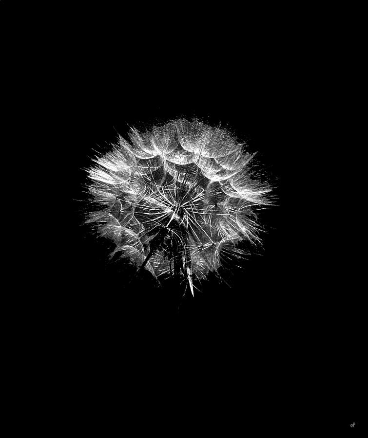 Stark Puff Photograph by Peri Craig - Fine Art America