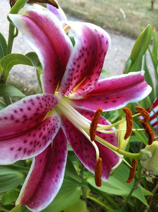 Starlight Lily Photograph by Jessica Smith | Fine Art America