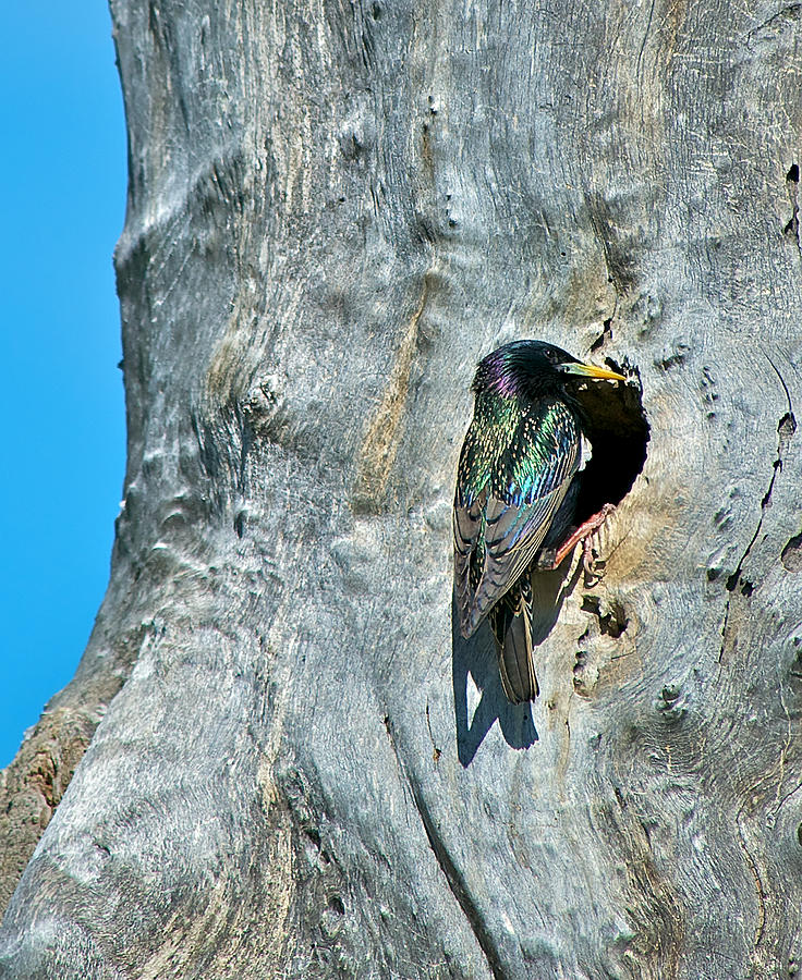 Starling at Nesting Hole Photograph by Stephen Johnson