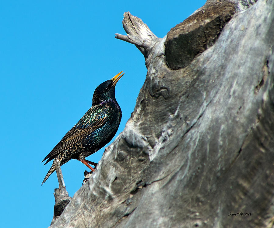 Starling on a Tree Stump Photograph by Stephen Johnson