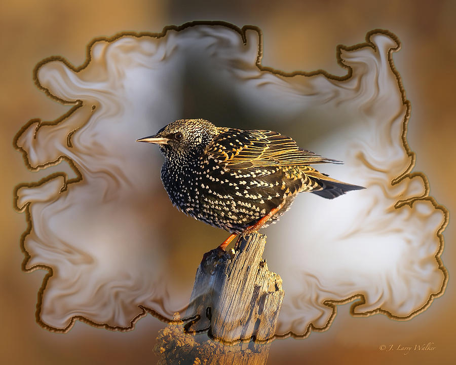 Starling On His Perch Digital Art by J Larry Walker